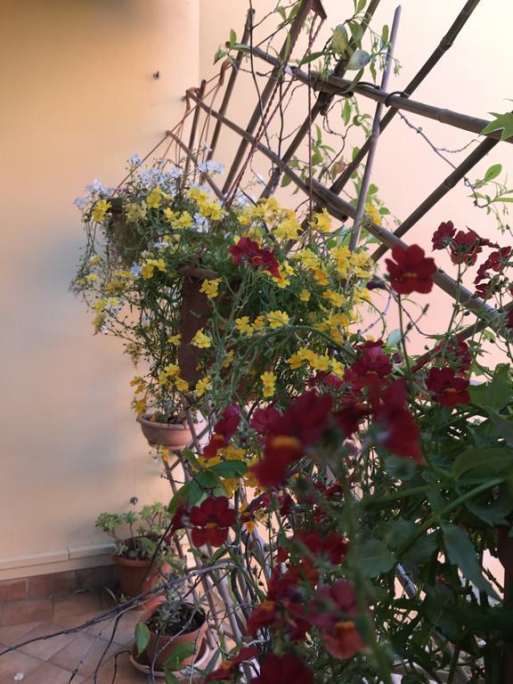 Lady Rose Bed & Breakfast Pisa Eksteriør billede