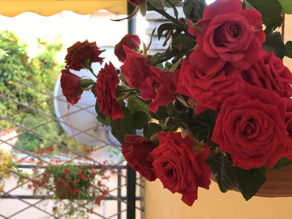 Lady Rose Bed & Breakfast Pisa Eksteriør billede